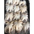 Premium Frozen Baby Octopus 300g (9-15pc) – Halal