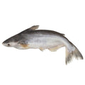 Premium Frozen Ikan Patin Potong 1Kg± | Whole or Steak Cut | Cleaned & Gutted