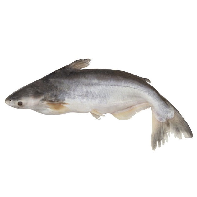 Premium Frozen Ikan Patin Potong 1Kg± | Whole or Steak Cut | Cleaned & Gutted