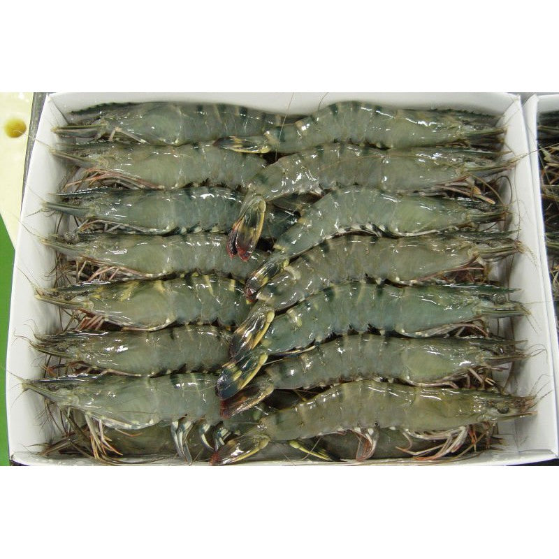 Premium XL Frozen Black Tiger Prawn (Udang Harimau Hitam) 1Kg±