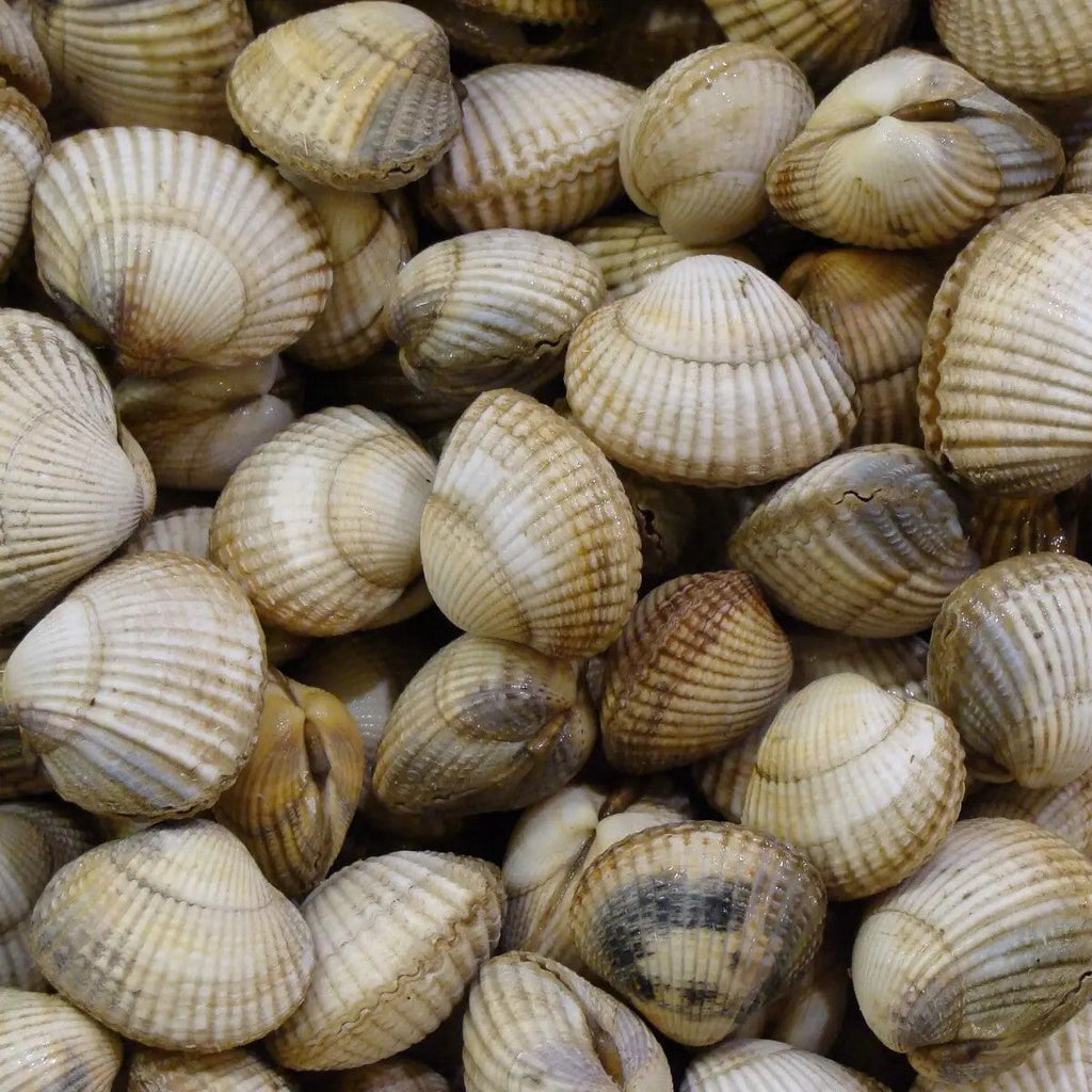 Premium Frozen Cockle Whole Large 40/60 (1kg)
