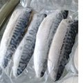 Premium Frozen Saba Mackerel Fillet 3-5pc 500G – Halal (Norway)