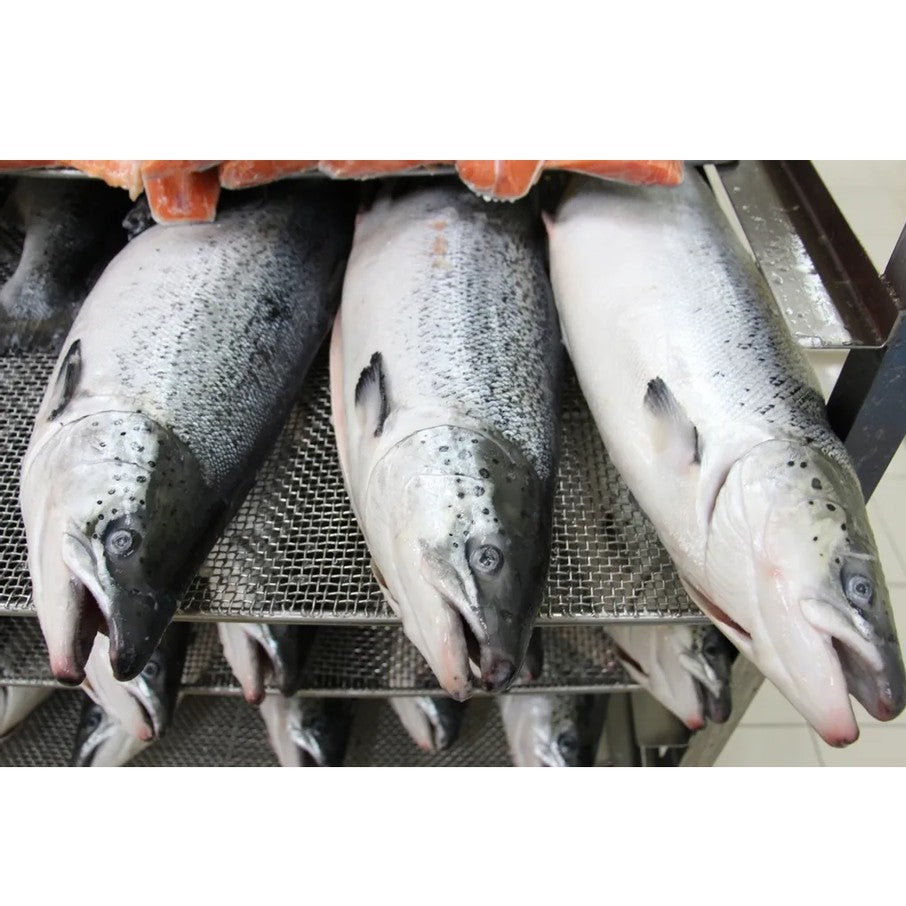 4.5kg± Premium Whole Norway Atlantic Salmon Trout Frozen | Halal