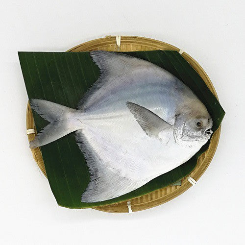 1pc. Premium Chinese White Pomfret Fish Frozen | Ikan Bawal Putih Cina 斗鲳 | Local Freshly Wild Caught
