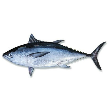 Premium Frozen Ikan Tongkol Whole Fish Cleaned & Gutted 1kg (1-2pcs)
