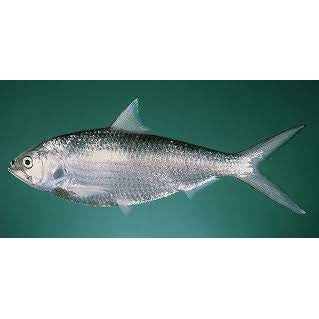 Premium Frozen Ikan Terubuk Toli 1Kg± | 2-3pcs | Whole Raw | Belum Masin (Unsalted)