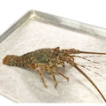 Premium Fresh Local Green Rock Lobster Frozen (700-900g / 1pc)