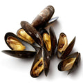 Premium Frozen Whole Blue Mussel / Black Mussel (Kupang) 1Kg± ~35pcs