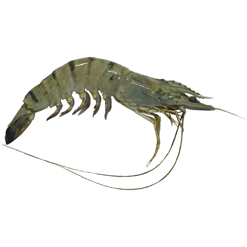 Premium XL Frozen Black Tiger Prawn (Udang Harimau Hitam) 1Kg±