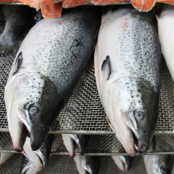 4.5Kg± Premium Fresh Air-Flown Norway Salmon Trout Fillet – Sashimi Grade | Boneless | No Radiation
