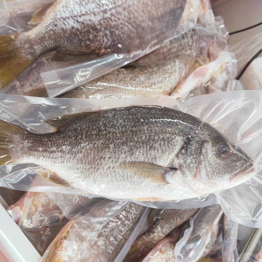 1Kg± pc. Premium Ikan Jenak Golden Snapper Fish Big Size (Cleaned) Frozen Bersih Vacuum