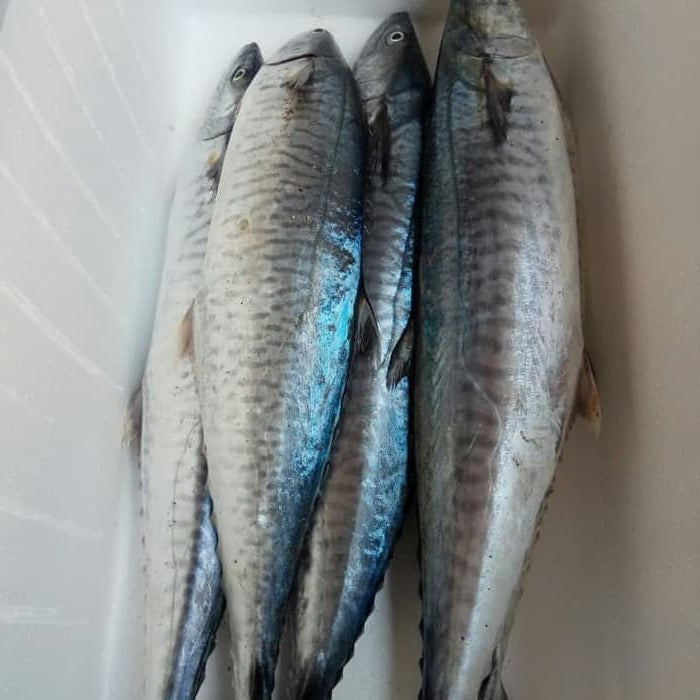 Premium Frozen Ikan Tenggiri Batang Slice Steak Cut Whole Spanish Mackerel Fish 1Kg-3Kg±