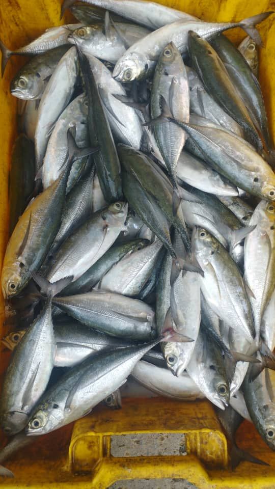 Premium Frozen Ikan Cencaru 1Kg± | 6-10pcs | Cleaned & Gutted | Vacuum Packed