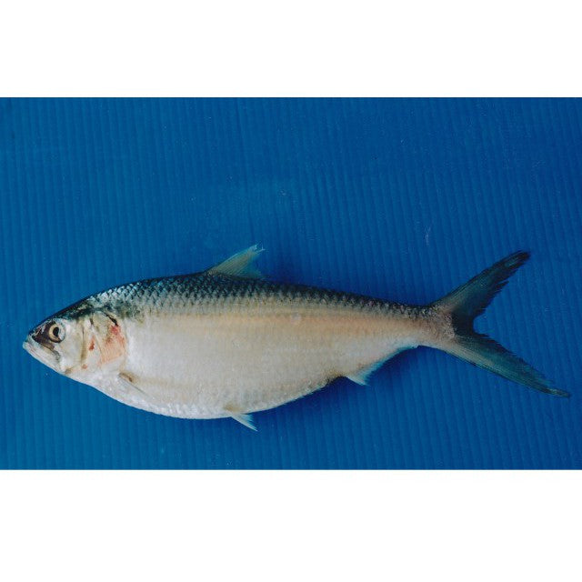 Premium Frozen Ikan Terubuk Toli 1Kg± | 2-3pcs | Whole Raw | Belum Masin (Unsalted)