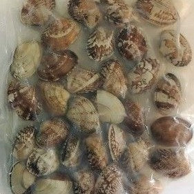 Premium Frozen Boiled Asari Clam 500g (30/40 count)