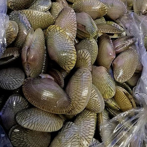Premium Fresh Frozen Flower Clam / Lala Bunga 1Kg