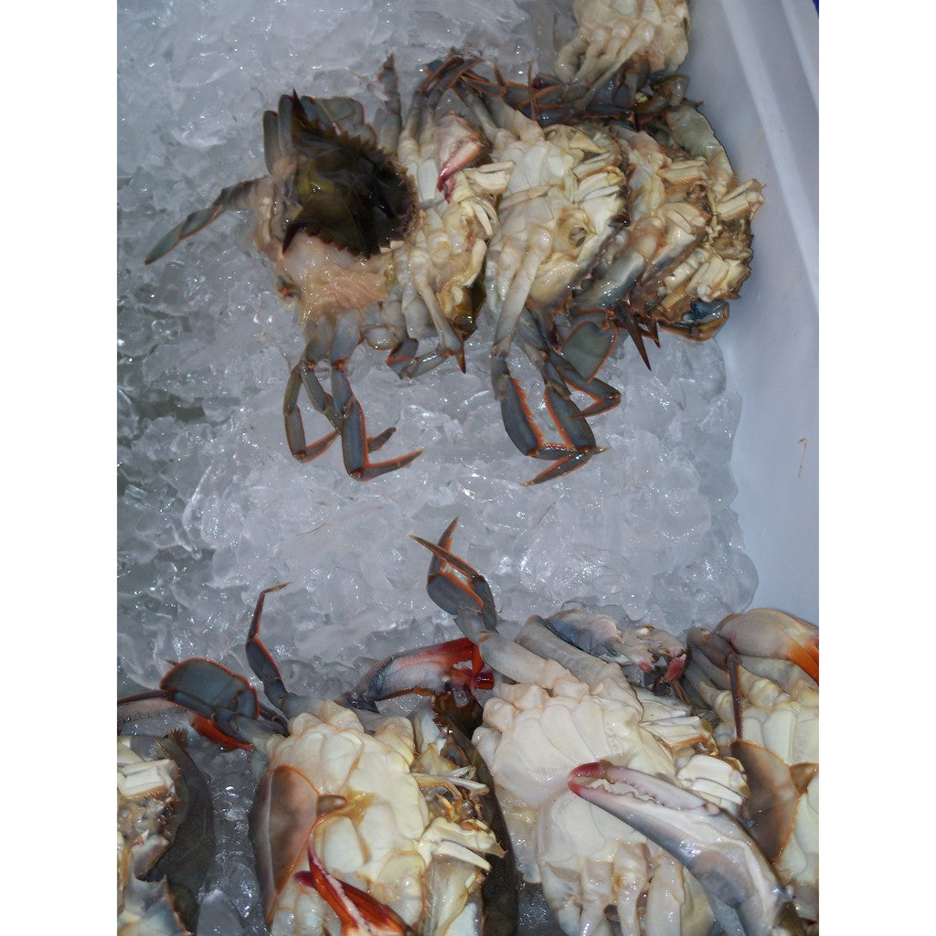 Premium Soft Shell Crab AAA 70/100 软壳蟹 | Halal Frozen | 1kg± (8-9pcs±) | Elite Brand