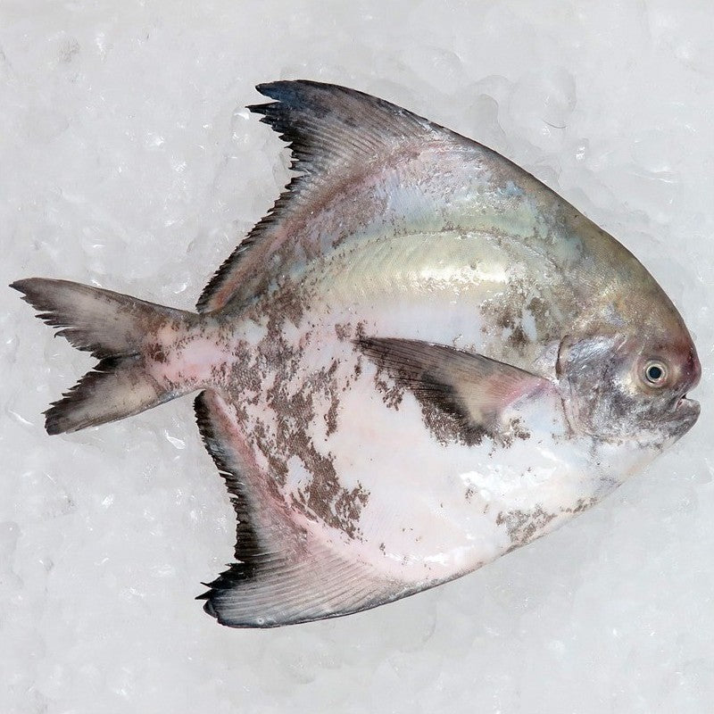 1pc. Premium Chinese White Pomfret Fish Frozen | Ikan Bawal Putih Cina 斗鲳 | Local Freshly Wild Caught