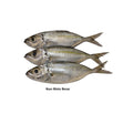 Premium Frozen Ikan Mata Besar 1Kg± | 6-10pcs | Cleaned & Gutted