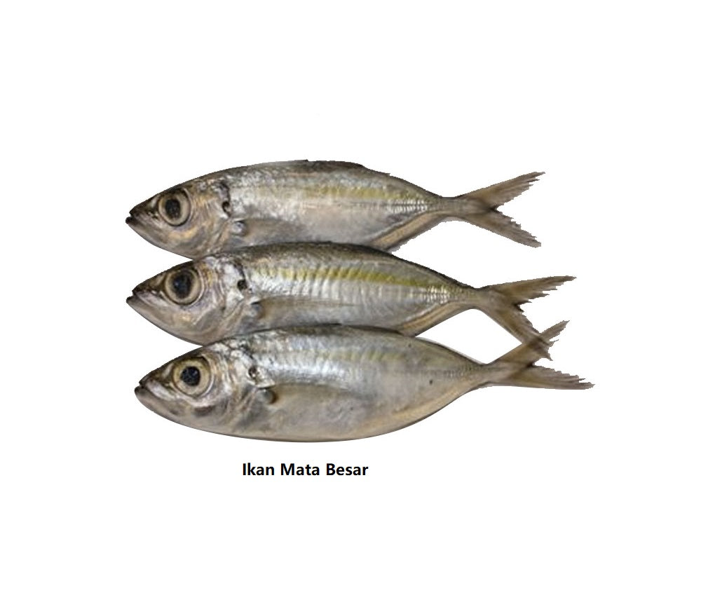 Premium Frozen Ikan Mata Besar 1Kg± | 6-10pcs | Cleaned & Gutted
