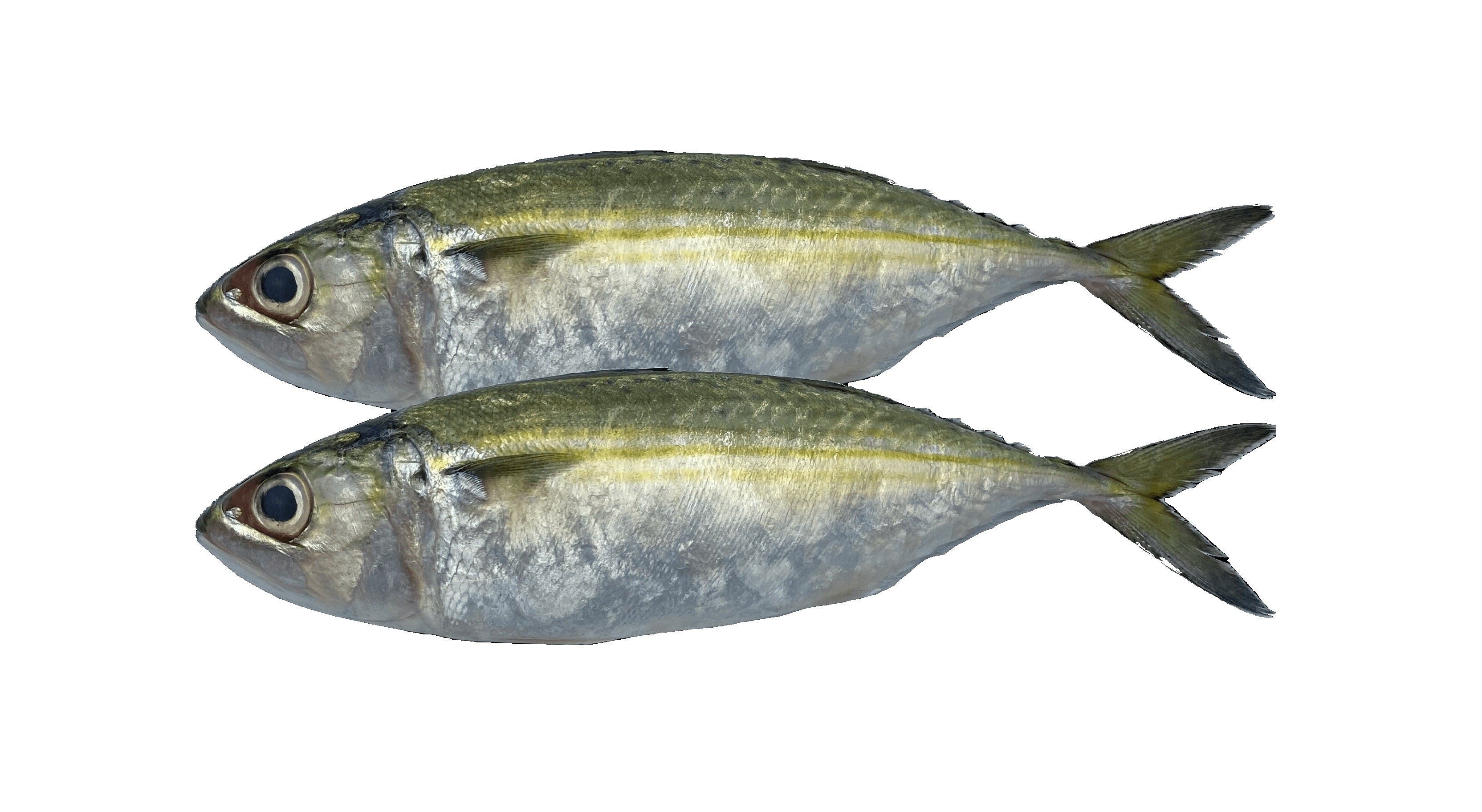 1kg Premium Ikan Mabong Kembung Fish (6-10pcs) Cleaned Freshly Frozen