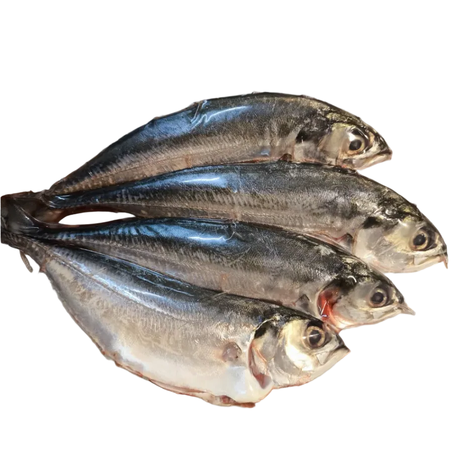 Premium Frozen Ikan Cencaru 1Kg± | 6-10pcs | Cleaned & Gutted | Vacuum Packed