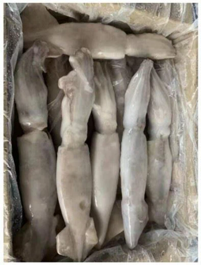 1Kg Premium IQF Frozen Argentina Squid (200/300gm)