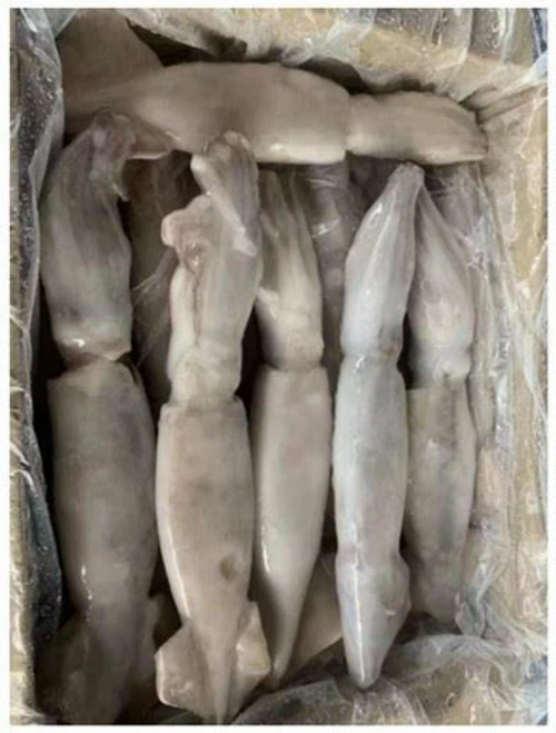 1Kg Premium IQF Frozen Argentina Squid (200/300gm)