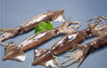 1Kg Premium IQF Frozen Argentina Squid (200/300gm)