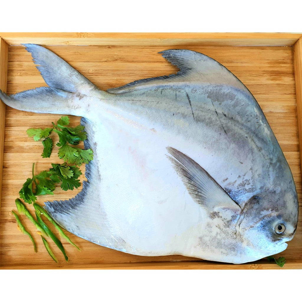 1pc. Premium Chinese White Pomfret Fish Frozen | Ikan Bawal Putih Cina 斗鲳 | Local Freshly Wild Caught
