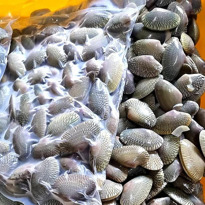 Premium Fresh Frozen Flower Clam / Lala Bunga 1Kg