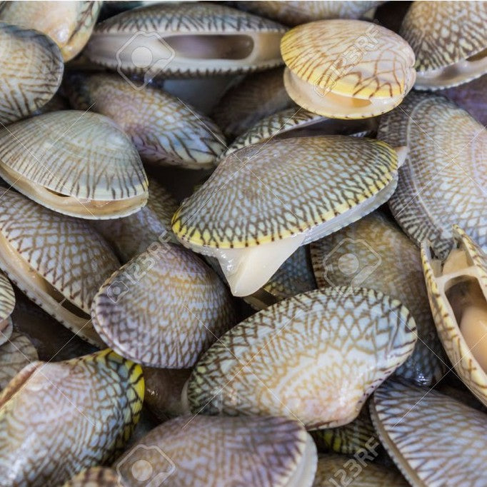 Premium Fresh Frozen Flower Clam / Lala Bunga 1Kg