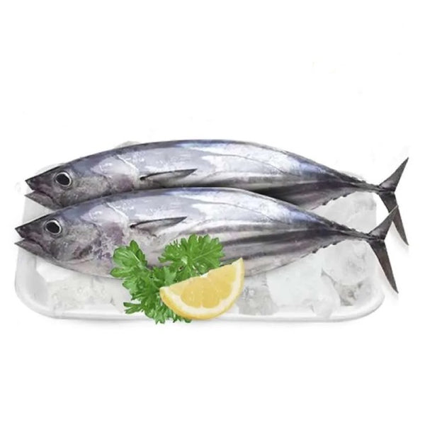 Ikan Tongkol Premium Beku Seluruh Ikan Bersih & Dibuang Isi Perut 1kg (1-2pcs)