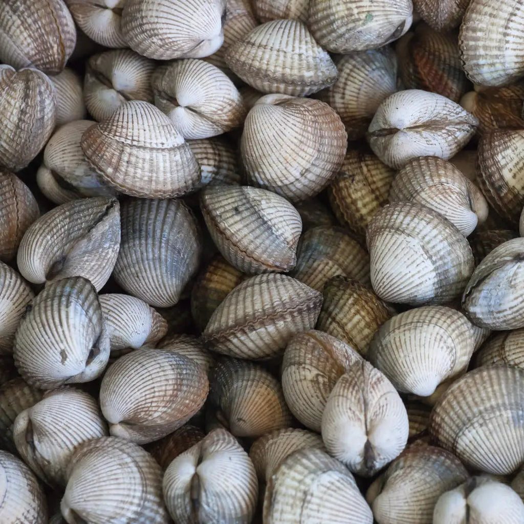 Premium Frozen Cockle Whole Large 40/60 (1kg)