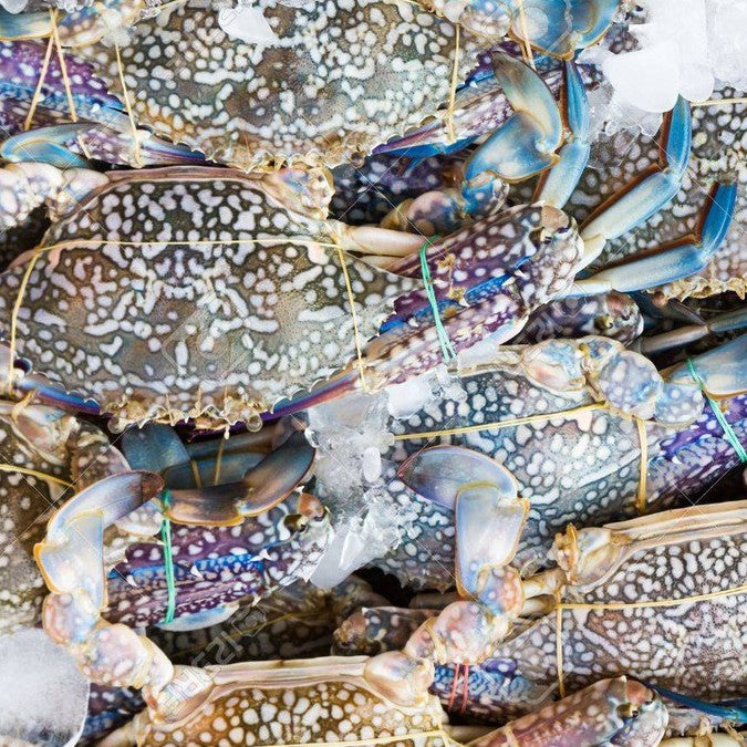 Premium Fresh Frozen Sabah Flower Crab 1Kg± (Halal)