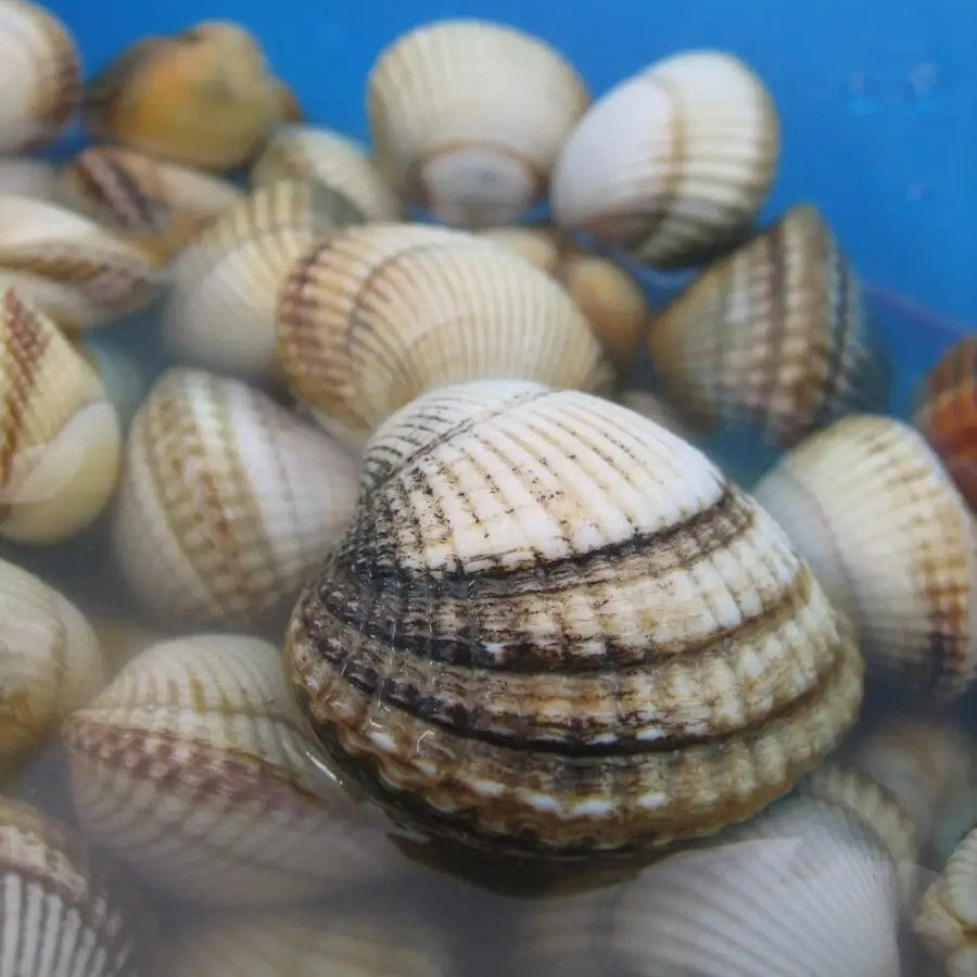 Premium Frozen Cockle Whole Large 40/60 (1kg)