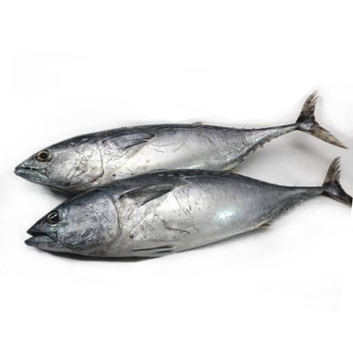 Premium Frozen Ikan Tongkol Whole Fish Cleaned & Gutted 1kg (1-2pcs)