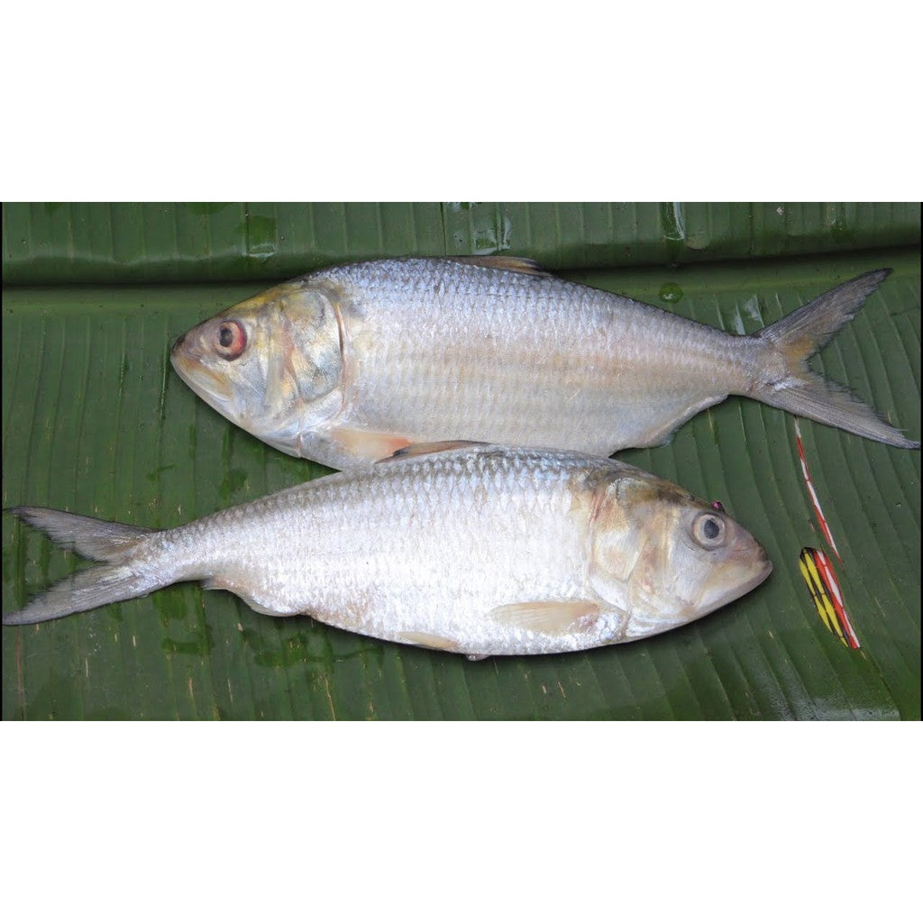 Premium Frozen Ikan Terubuk Toli 1Kg± | 2-3pcs | Whole Raw | Belum Masin (Unsalted)
