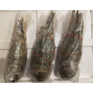 Premium Fresh Local Green Rock Lobster Frozen (700-900g / 1pc)