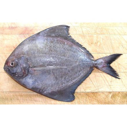 Premium Frozen Black Pomfret Fish (Ikan Bawal Hitam) 2-3pc± 1kg± | Gutted & Descaled Halal