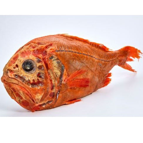 1.2-1.5Kg± New Zealand Premium Frozen Orange Roughy Fish