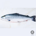 4.5kg± Premium Whole Norway Atlantic Salmon Trout Frozen | Halal