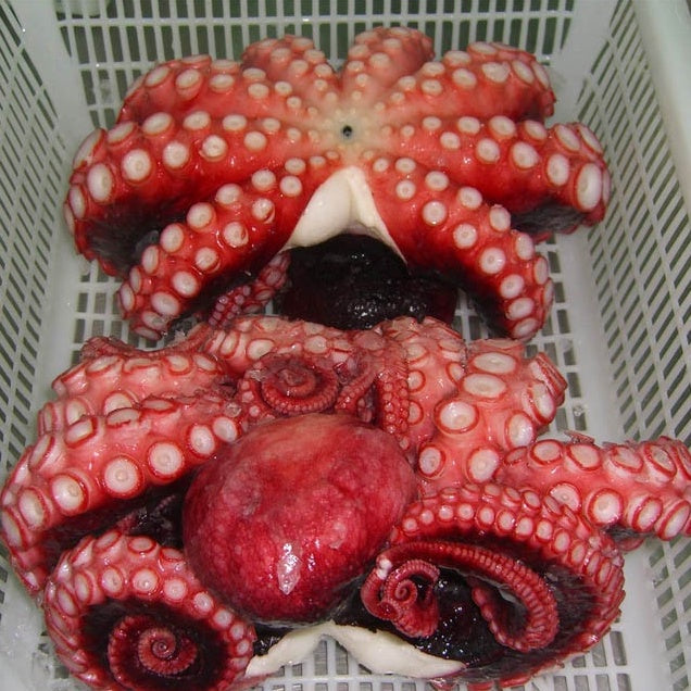 Premium Whole Cooked Giant Octopus Ni Tako 2kg± | Frozen Boiled Octopus Japan