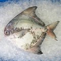 1pc. Premium Chinese White Pomfret Fish Frozen | Ikan Bawal Putih Cina 斗鲳 | Local Freshly Wild Caught