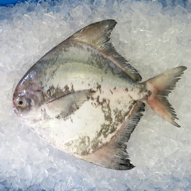 1pc. Premium Chinese White Pomfret Fish Frozen | Ikan Bawal Putih Cina 斗鲳 | Local Freshly Wild Caught