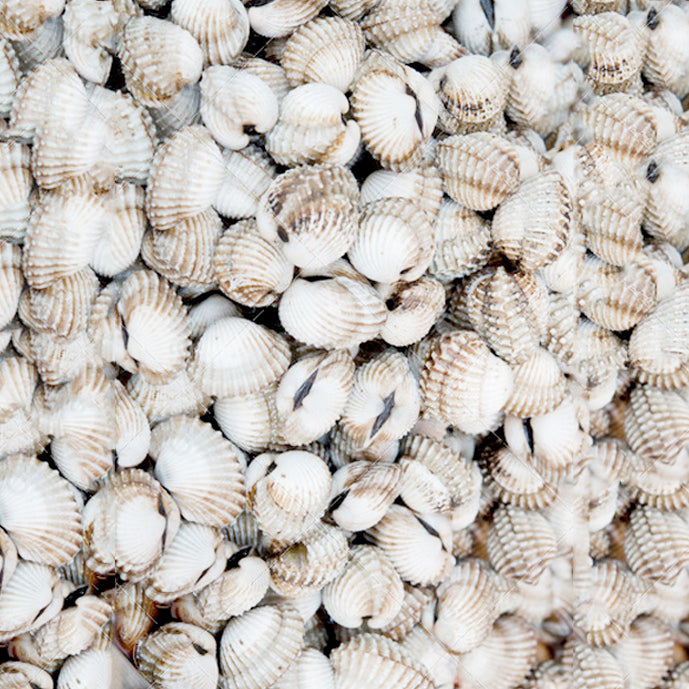 Premium Frozen Cockle Whole Large 40/60 (1kg)