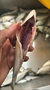 1kg± Premium Ikan Selar Fish (6-10pcs) Cleaned & Gutted Freshly Frozen