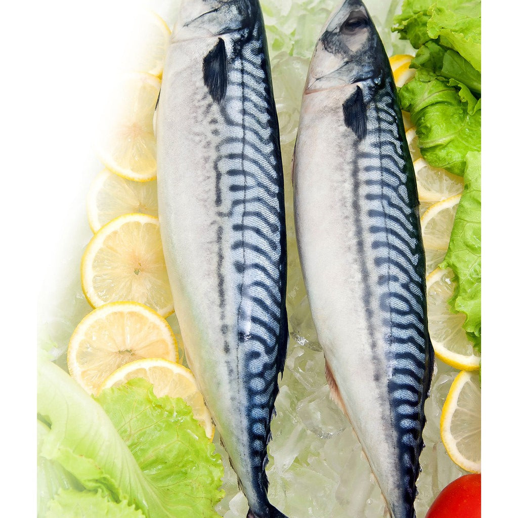 Premium Frozen Saba Mackerel Whole 1KG± – Norway (2pcs, 400–600G/fish)