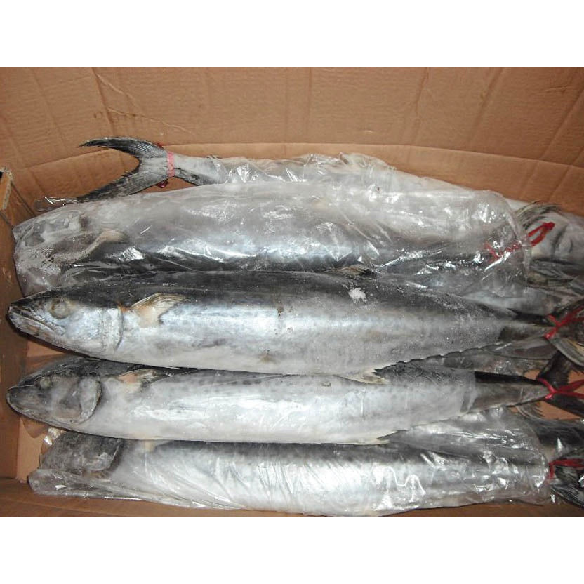 Premium Frozen Ikan Tenggiri Batang Slice Steak Cut Whole Spanish Mackerel Fish 1Kg-3Kg±