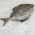 Premium Frozen Black Pomfret Fish (Ikan Bawal Hitam) 2-3pc± 1kg± | Gutted & Descaled Halal